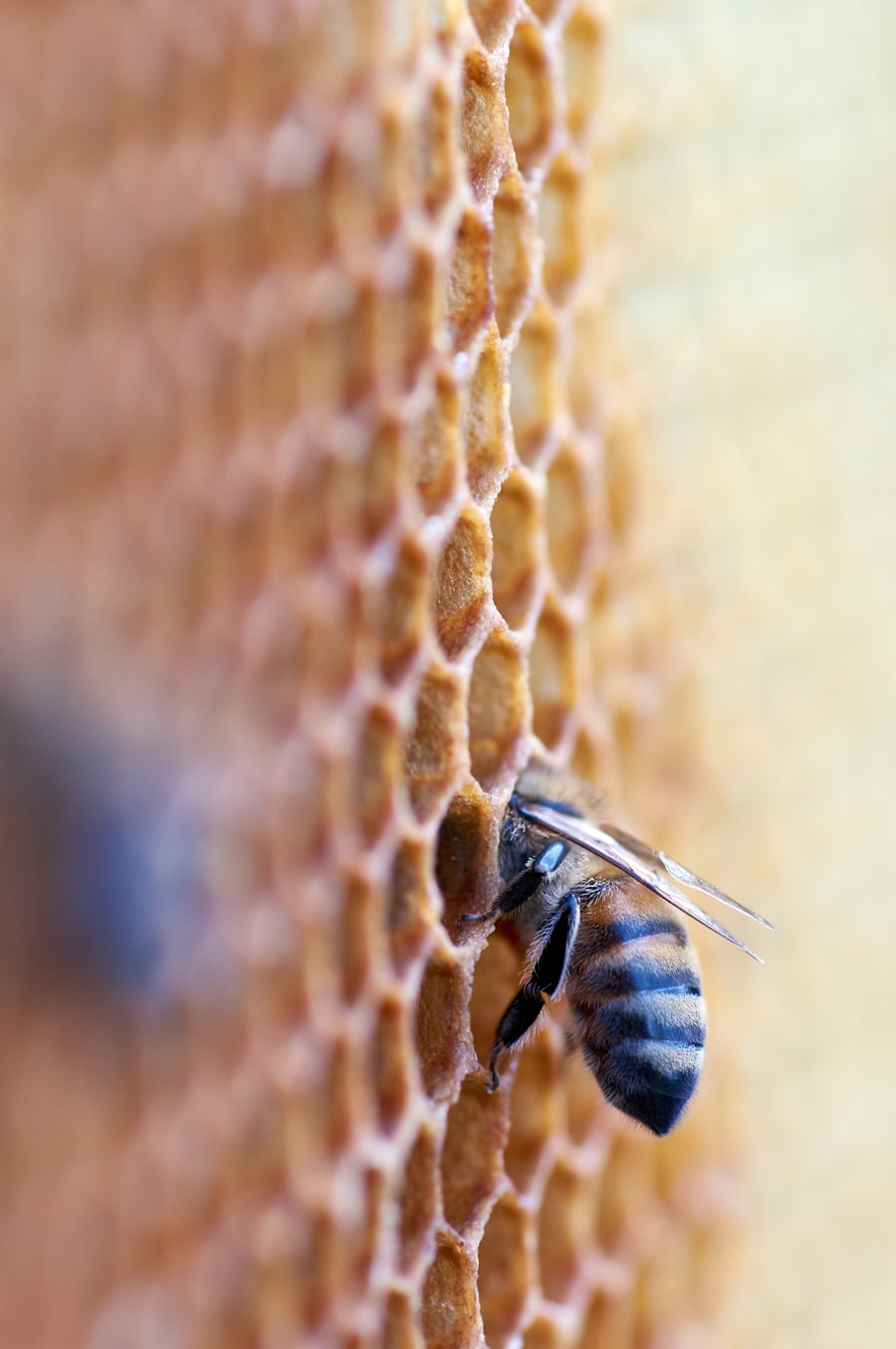 Illustrative beginner beekeeping photograph