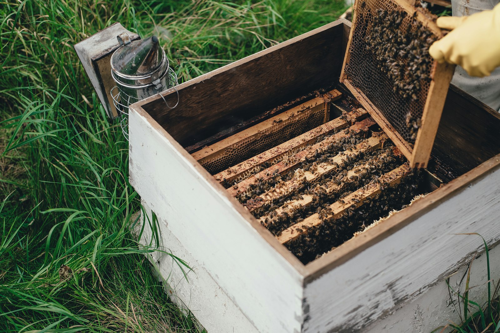 Illustrative beekeeping photograph