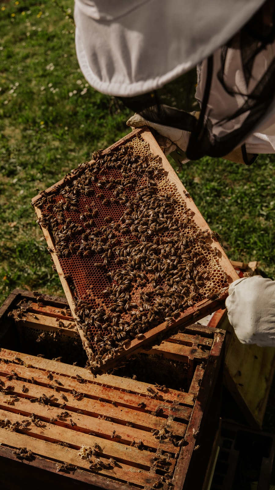Illustrative apiary photograph