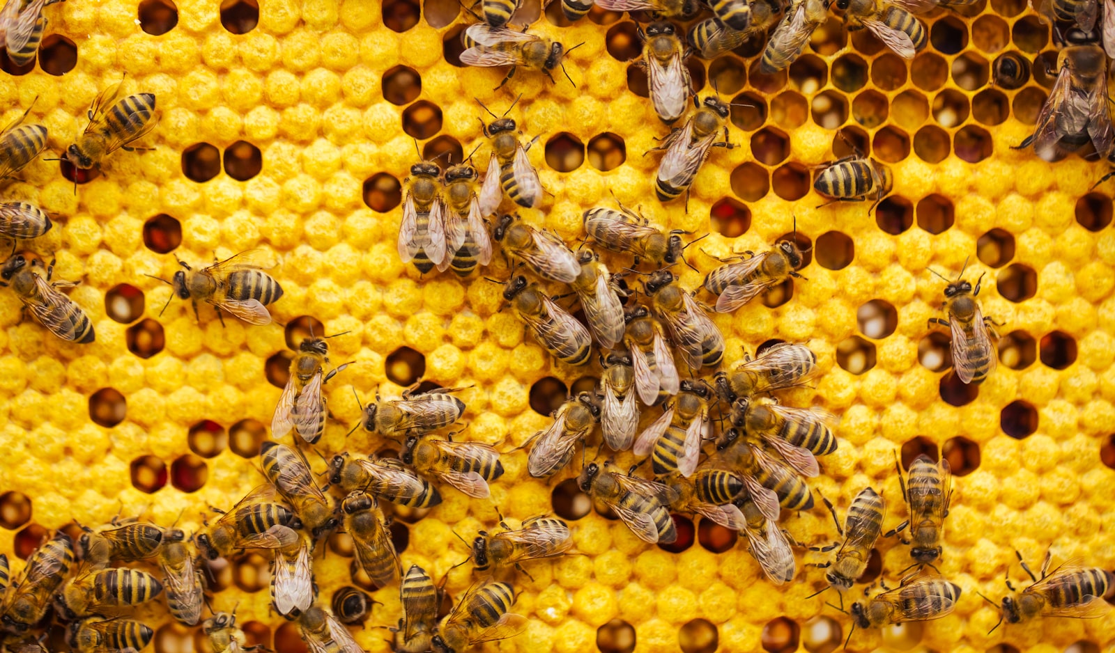 Illustrative beekeeping photograph