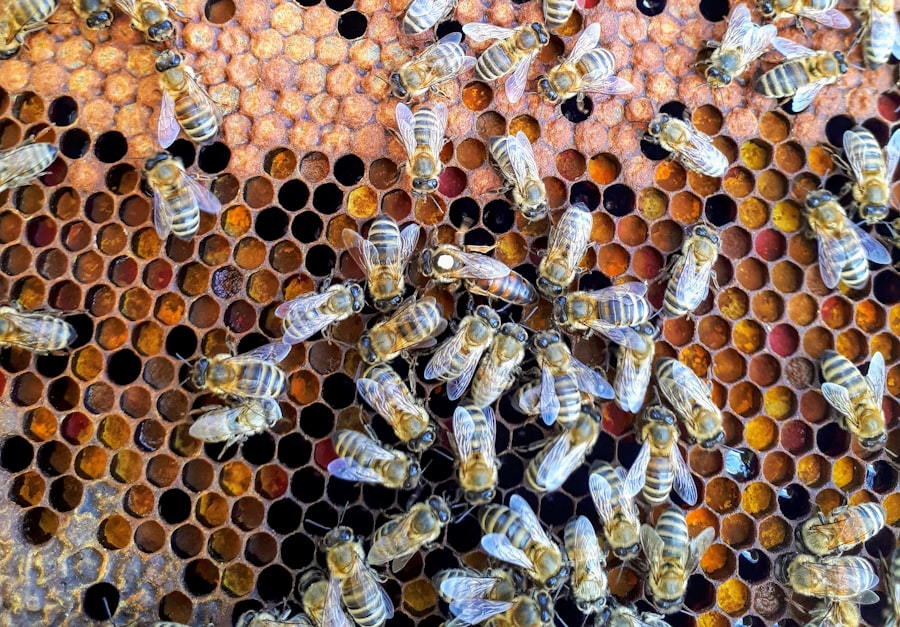 Illustrative community beekeeping photograph
